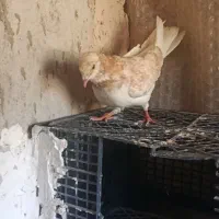 سلام چهار عدد کبوتر