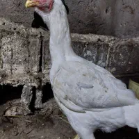 مرغ لاری دو ساله