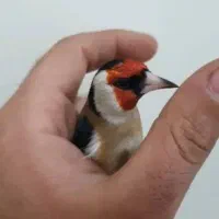 2تا سهره مست جفت گلبسر  با ماده قناری شتری سرخ