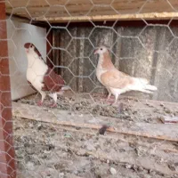 بتلنفنفن