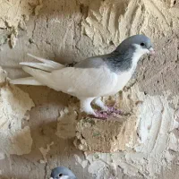 ۶تا رنگی به شرط تخم‌ و جوجه