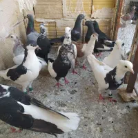 13تا صید پرشی مفت