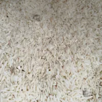 برنج طارم هاشمی