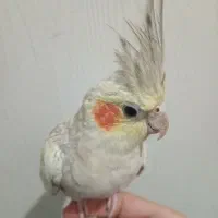 پرنده سالم و آماده