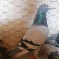 یه جفت نرو ماده سبز قلدر و درجه یک