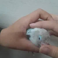کوتوله فیشر