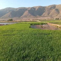 ۵۰۰ متر نشا چلتوک آماده به بکاری