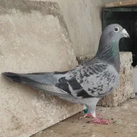 پلاکی نشسته