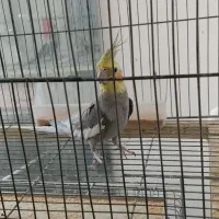 عروس هلندی نر وماده جفت