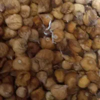 انجیر خشک و انباب