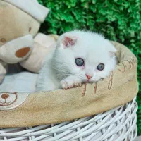 اسکاتیش سفید|گربه|بابل, |دیوار