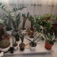 گل و گیاه طبیعی . گلدان . پایه گل . استند