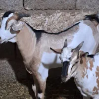 فروش