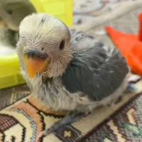 جوجه کوتوله برزیلی دو عدد