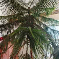 گل کاج مطبق بزرگ
