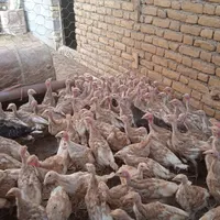 جوجه‌بوغلمون‌بربن|حیوانات مزرعه|تربت‌حیدریه, حسنی بالا|دیوار