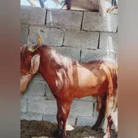 گوسفند نر