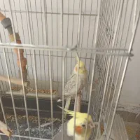 پرنده|پرنده|اصفهان, سروستان|دیوار