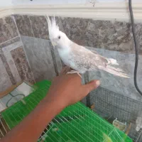 عروس پاریس