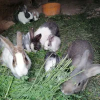 خرگوش|موش و خرگوش|خواف, |دیوار