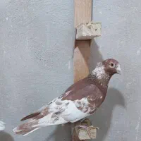 فروش کفتر پلاکی میولمنز