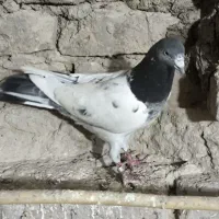 تیدی پاکستانی پرش سنگین