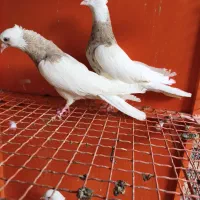 طوقی کرم