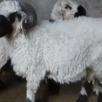 بره چاق حداقل 30 کیلو گوشت میکنه