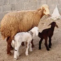 میش افشاری اصل با دوتا بره ماده