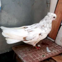ماده کوهی دمسفید کرم