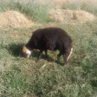 بره قوچ بهاره