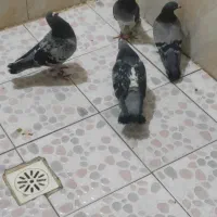 نر زریی پلاکی