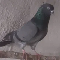 جفت نر و ماده جوان