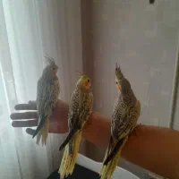 عروس هلندی مولد و جوجه