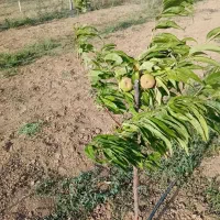 فروش-باغ-میوه-درشهرتاکستان