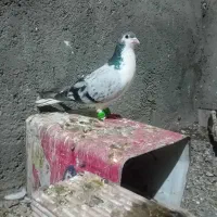 ساده امری مگسی با خاراسیاه