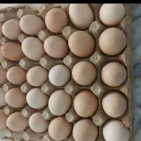 تخم مرغ محلی تازه