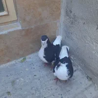 کبوتر لچگی ،تهرانی ،زاغ