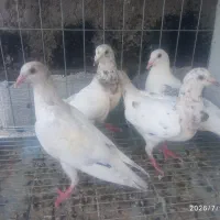 کفتر دوتا کله هما پشت طاوسی جوجه سرور   خور
