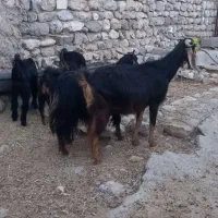 سه راس بز و بزغاله