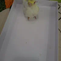 عروس هلندی