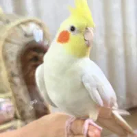 یک عدد عروس هلندی گمشده