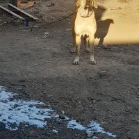 سگ ماده پژدر ۲ساله