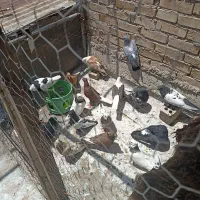 کفتر|پرنده|باوی, |دیوار