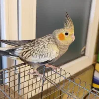 فروش جوجه عروس هلندی دو ماهه مرواریدی