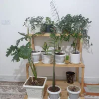 پایه گل