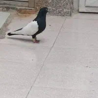 کفتر