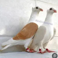 بزک مشهدی پشتی آلمانی