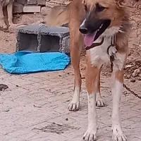 توله۱ ساله نر شکاری