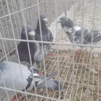 کبوتر|پرنده|زاهدان, |دیوار